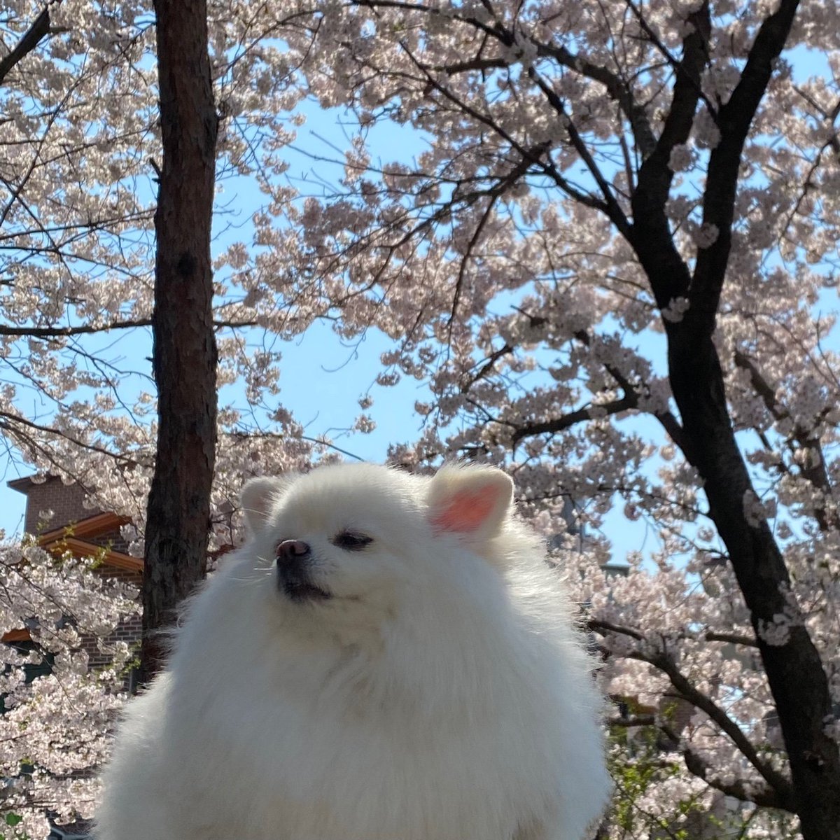 BB__030's tweet photo. 🌸 https://t.co/625wHYBmo5