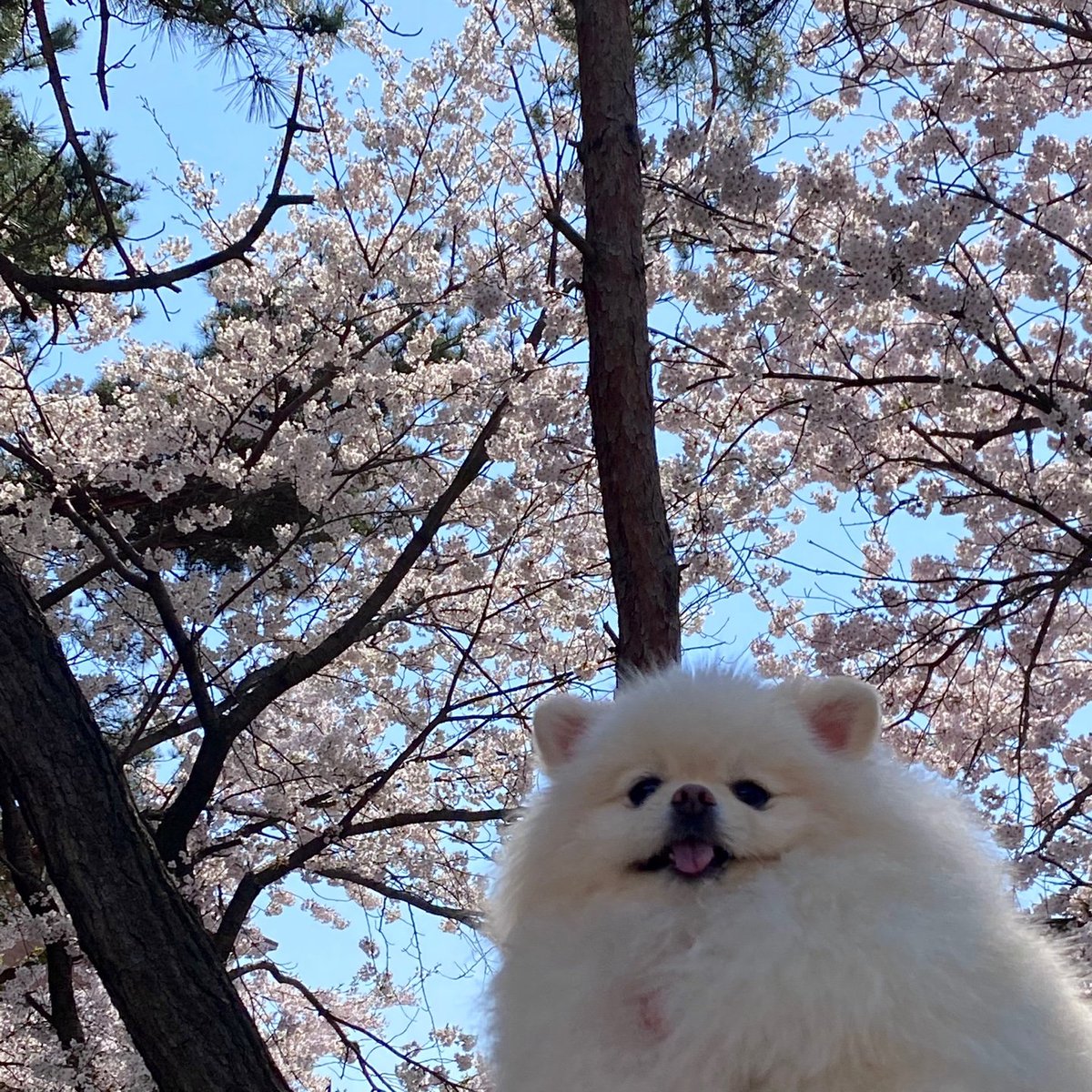 BB__030's tweet photo. 🌸 https://t.co/625wHYBmo5