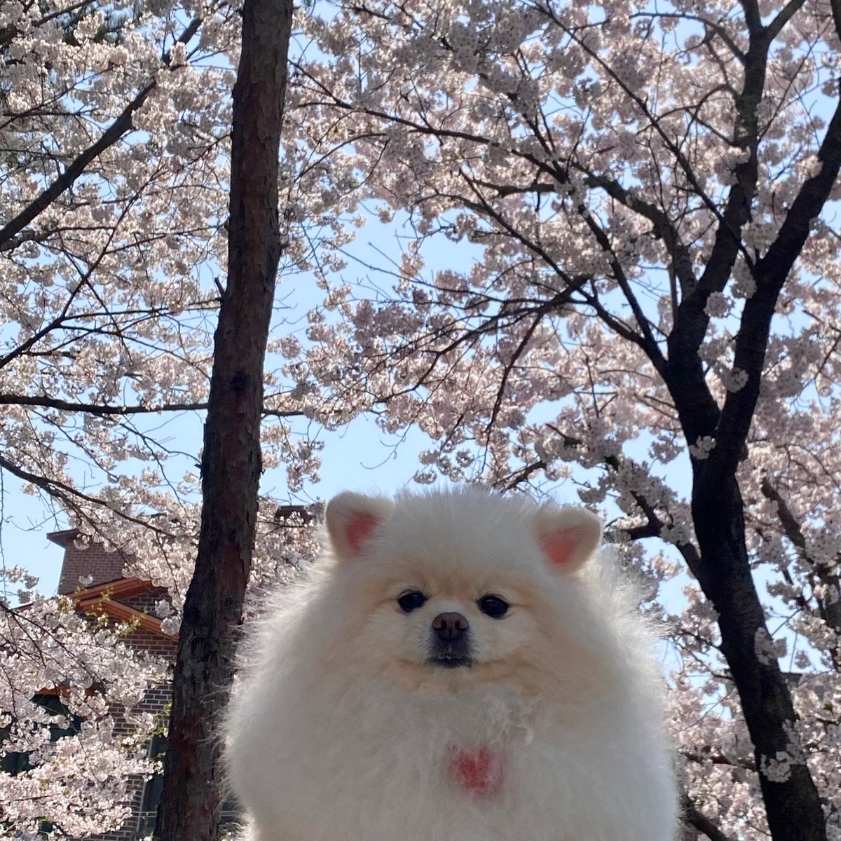 BB__030's tweet photo. 🌸 https://t.co/625wHYBmo5