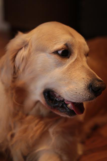 LiguereRd's tweet photo. Miss u 🤍🤍#myboy #mybestfriend #LoveYou #missu #GoldenRetrievers #dogs #Dog 👼 https://t.co/KGoOoDqARk