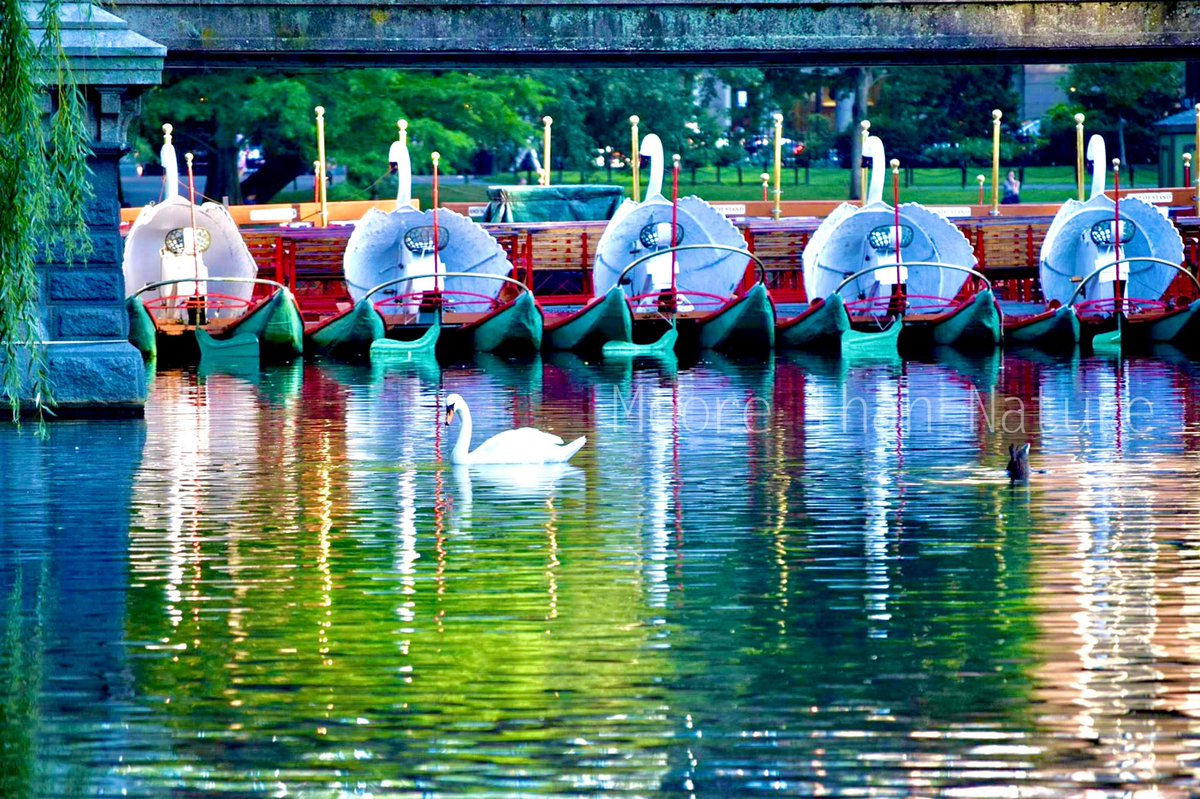 MooreThanNature's tweet photo. Wishing everyone at the @swanboats of Boston a very Happy Opening Day! Happy 145th Season!!!
@OnlyInBOS @WCVB @wbz 
#swanboats #BostonStrong #BostonPublicGardens #OpeningDay2022 https://t.co/ae9Nho3o60