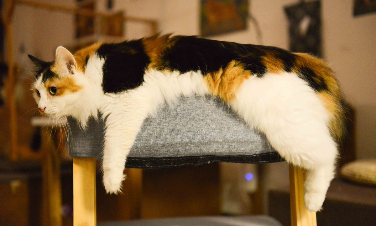 FreebieDepot's tweet photo. ►► ##Caturday FREEbies - #Free Stuff for #Cats &amp; Cat Lovers! ►► https://t.co/VkwbEGgb0N ►► #Catsinboxes #CatsofInstagram #CatsofTwitter #CatsOnTwitter #CatsRule #Catstakeover #Freebie #Kitten #Kitty ►► @FreebieDepot https://t.co/aCLnKueaCz