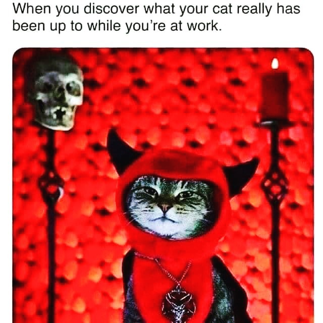 HorrorCats's tweet photo. https://t.co/Yxjl8bnfl2