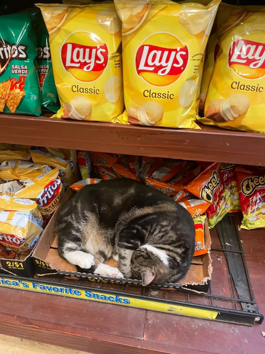 Bodegacats_'s tweet photo. https://t.co/FapOVvsxLd
