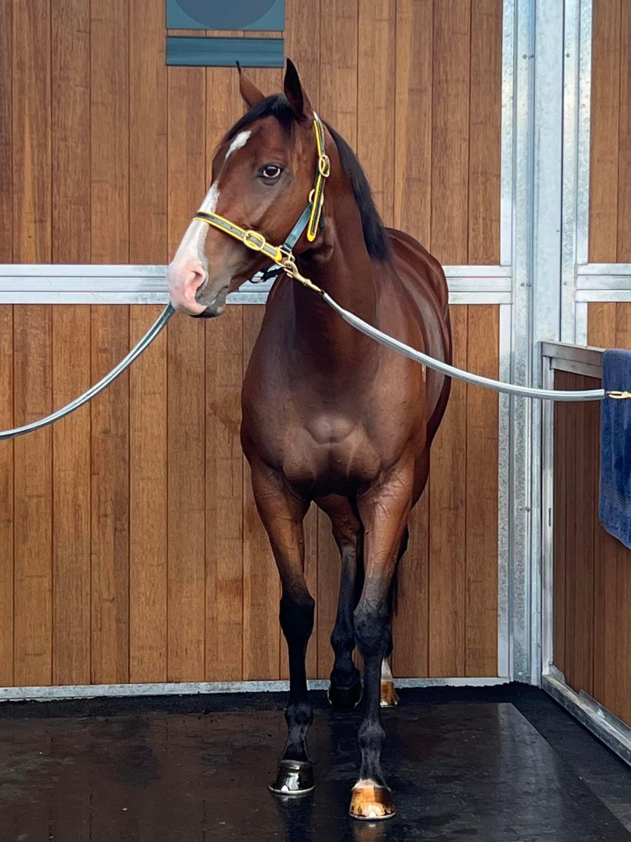 Dave_Healy_'s tweet photo. Well done @MelbRacingClub @lil_spaino96 @shanenicholsrac and of course Streets of Avalon. A great day had by all. #Caulfield #streetsofavalon https://t.co/MLv6xOMVtH