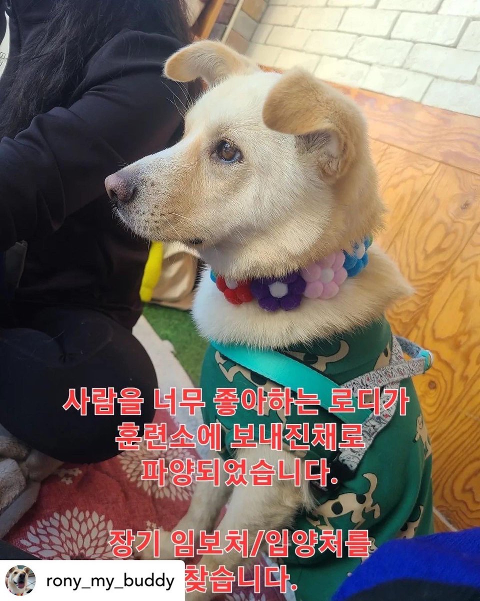💢훈련소에 보내진 상태로 약 두달만에 갑작스럽게 파양 당한 로디의 사연입니다. 💢 로디가 새로운 가족을 만날 수 있도록 많은 공유 부탁드립니다. ❗

💛About Roady💛

🥕이름: 로디(차 도로에서 구조되어 ROAD+Y)
🥕나이: 1살 반 
🥕성별: 여아 / 중성화 완료 
🥕몸무게: 13kg