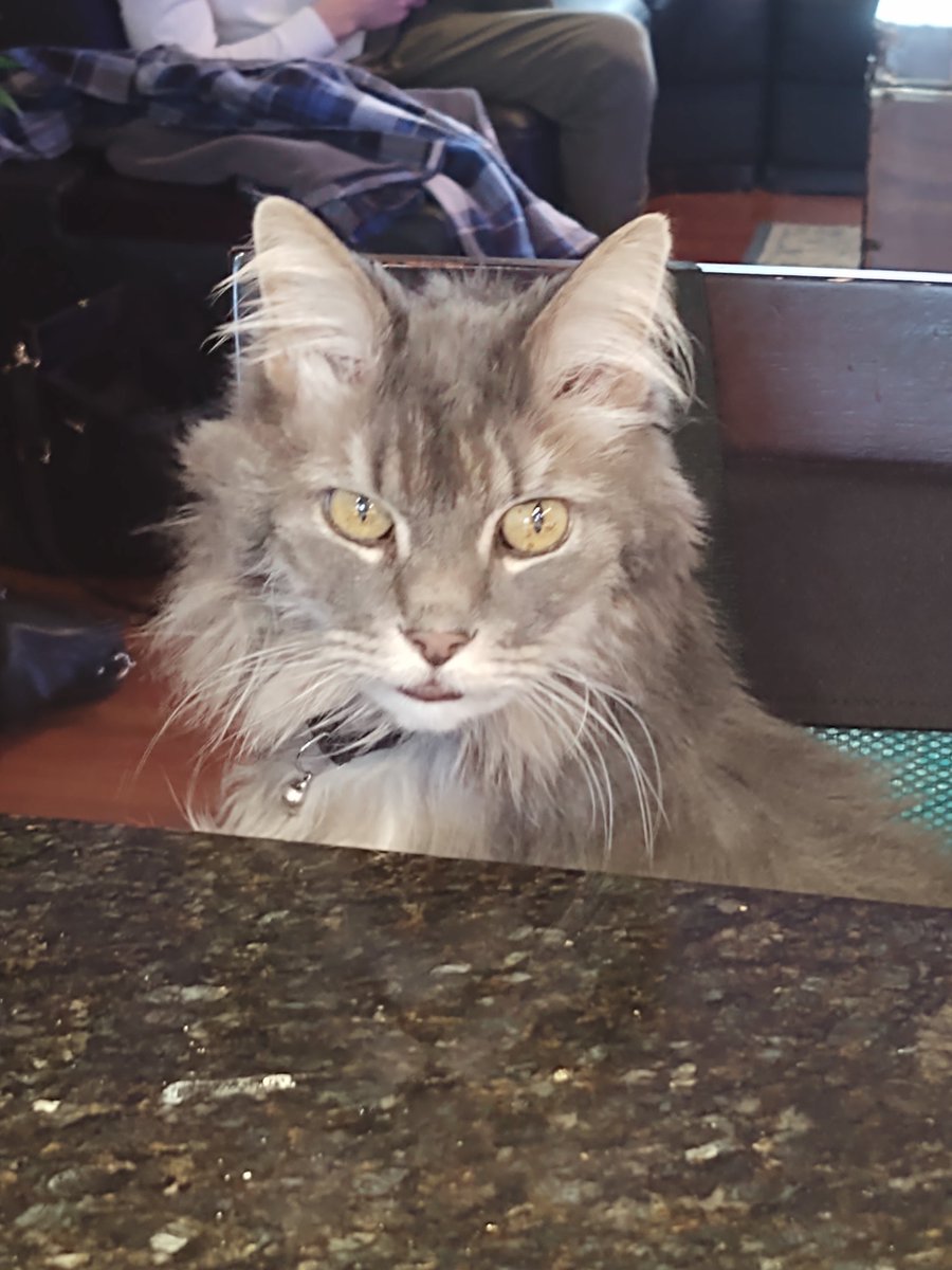 tmad963's tweet photo. @BrittanyBabc7 This is Meow Meow.  Up to no good 🤣 https://t.co/EoKXZQYGvp