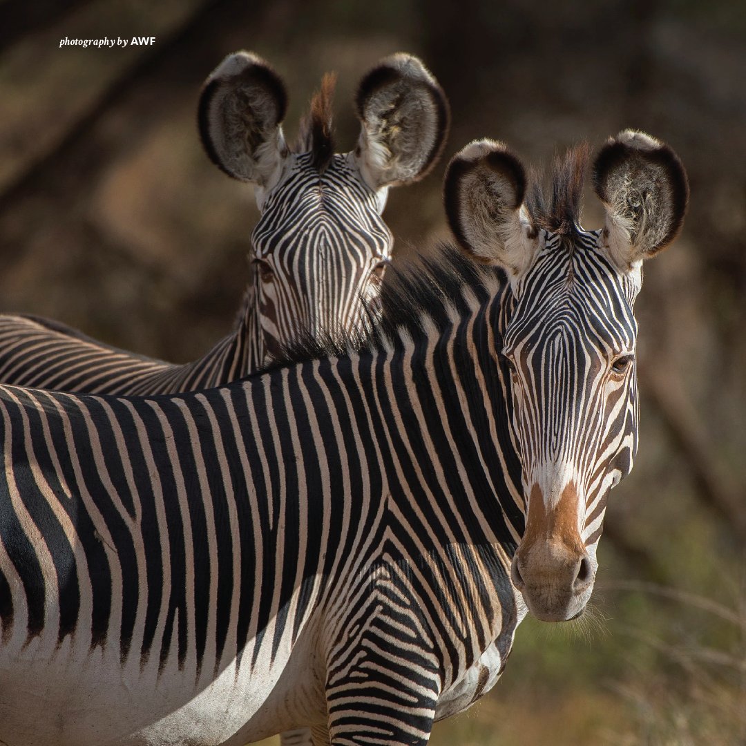 AWF_Official's tweet photo. In Ethiopia, hunting is the primary cause of the decline of Grevy’s zebras. They are primarily hunted for their striking skins, but will occasionally be killed for food and, in some regions, medicinal uses continue. https://t.co/94sCmEuoUO https://t.co/dwOWY5bG6t