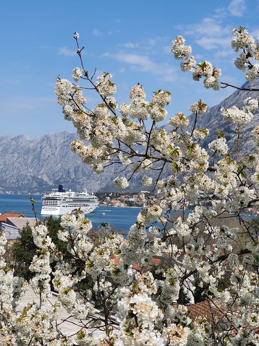 Donatus189's tweet photo. #Spring #Kotor https://t.co/6hNRoOS5u6