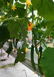 PrecimedP's tweet photo. The PRECIMED Decision Support System (DSS) is currently evaluated in two pilot farms in Greece (for tomato and cucumber crops). Our aim is to fertigate the crop precisely by considering the crop development and the weather forecast.
 https://t.co/fkm40713wm
#PRIMAProgram https://t.co/eK9E2o8tCY