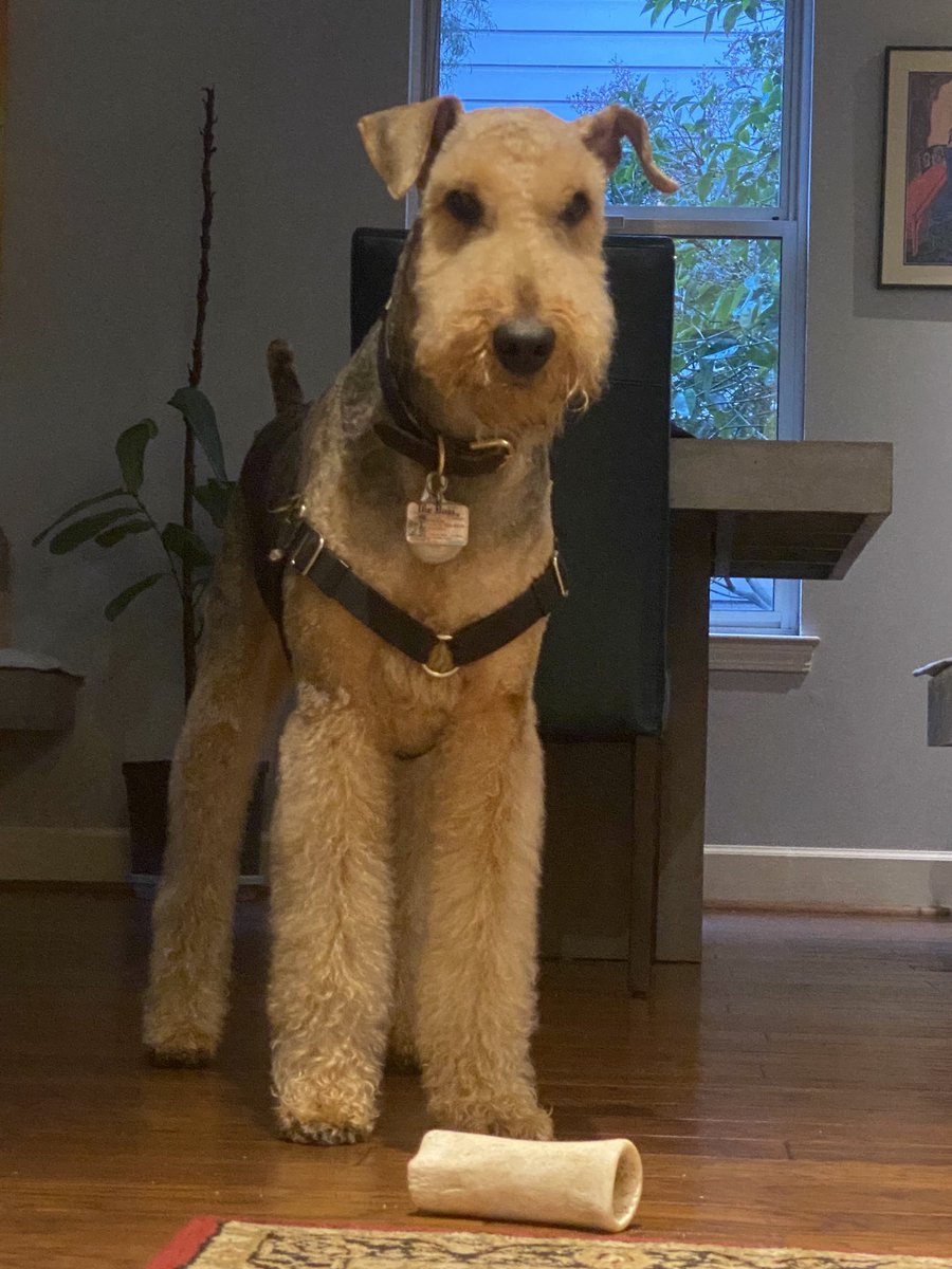 ronvinson's tweet photo. #airedaleterrier #love #bambam https://t.co/BNGyaYJpxy