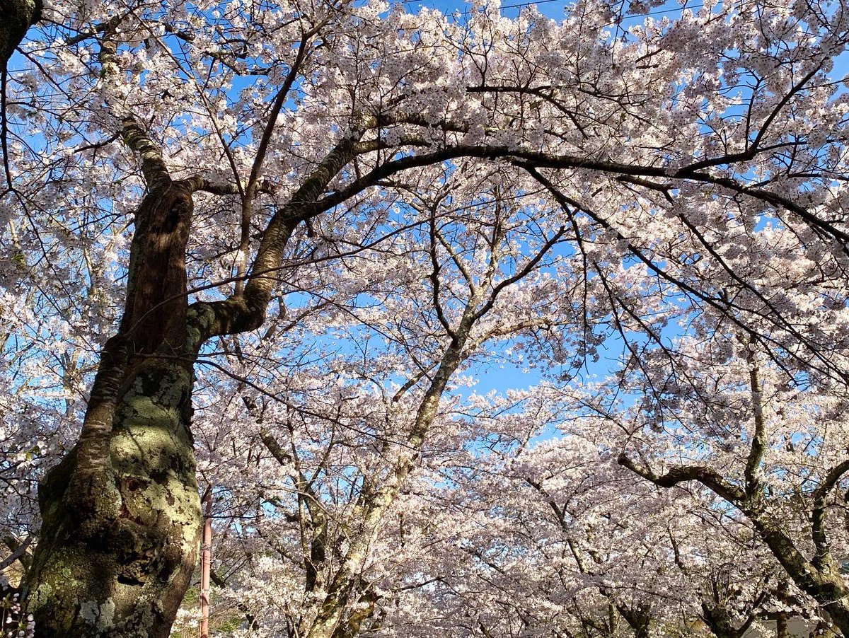 ito_katsu's tweet photo. 🌸岳温泉の桜🌸
満開の桜祭りでした。2022.4.16.

 #桜祭り　#岳温泉　#満開
#空ネット　#20220416 https://t.co/BNOTLStKbw