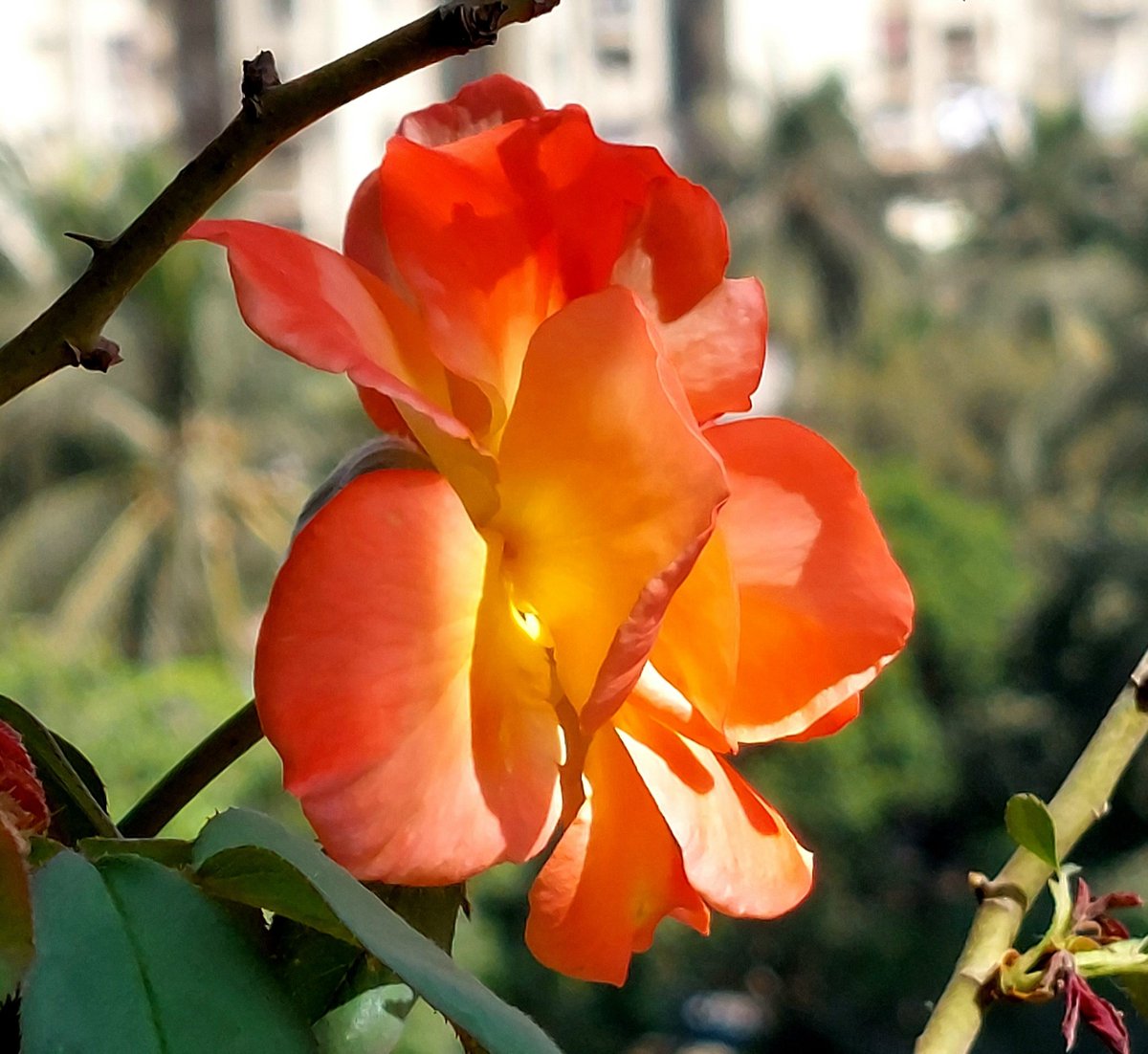 One of the most important thing in photography is Light! It was a bliss to have direct #Sunlight
at our balcony! 😊 
#Roses #Light #NaturePhotography #Nature #BBCPoTD #Indiaves #Mumbai #mobilephotography #aviclicks #avigraphy #homegarden