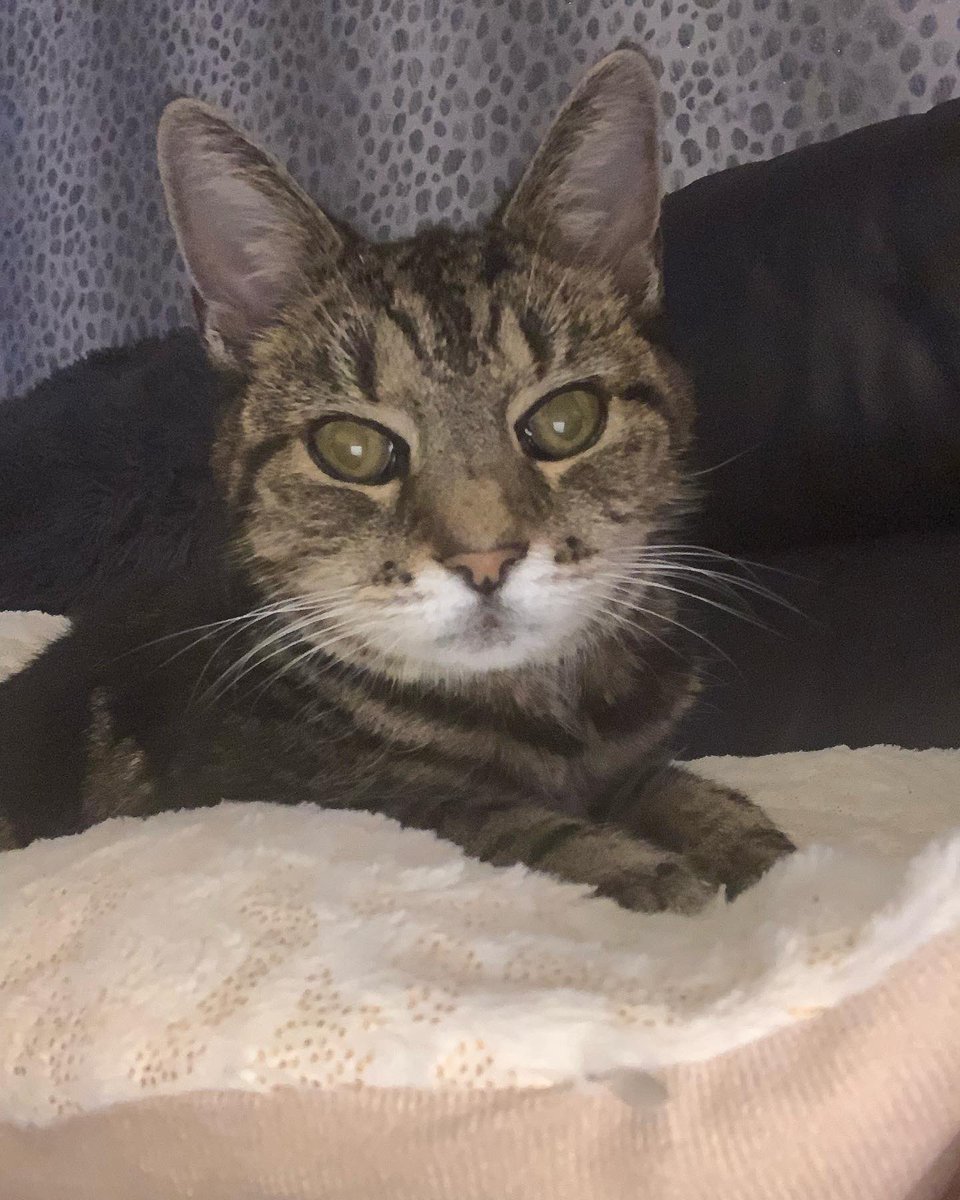 Blabsigail♿️🍉EMERGENCY COMMISSIONS OPEN tweet media