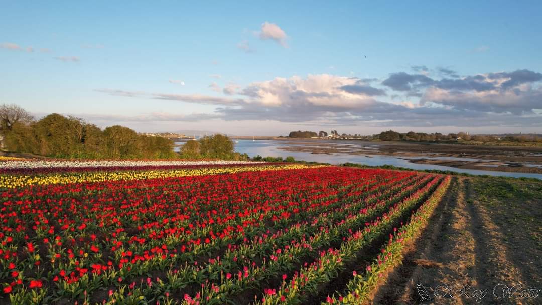 RushTourism's tweet photo. Rush Tulips, 'Rush bulbs and flowers' the Ruigrok family, have been growing flowers in Rush since 1935😍 abslautley stunning views right here in Ros Éo🌷 #Rush #Rogerstown #Fingal #Tulips https://t.co/VedUbqvik4