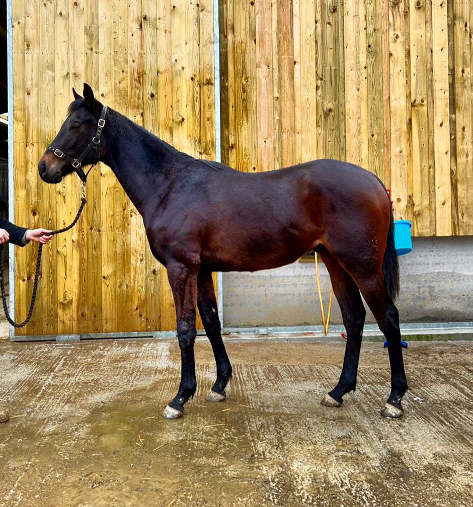 ValentineBStock's tweet photo. Walzertakt ex. Virginia Bella 
🔔 FOR SALE 🔔 https://t.co/xNJazoC3iH