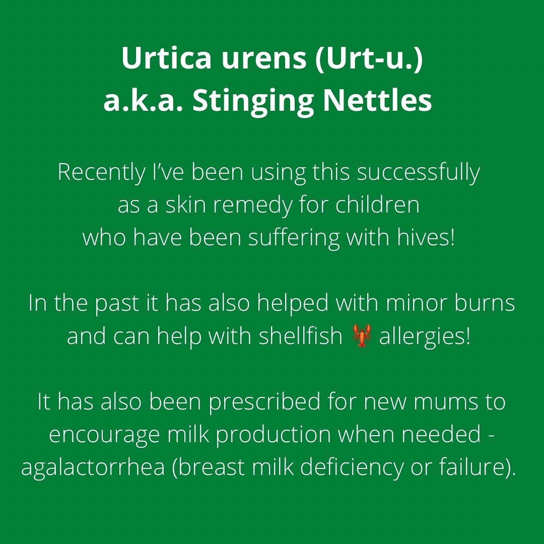 🌿 Urtica urens #homeopathyawarenessweek