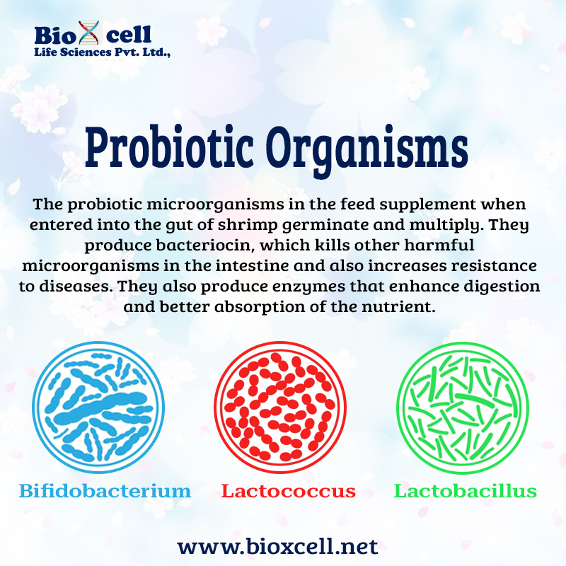 In most feeds the nutrients incorporated are not reached to the shrimps due to poor water stability of the feeds. In order to avail an optimum dietary requirement, feed supplements are essential to incorporate while feeding. https://t.co/zcE3HbfiQJ
#growthpromoter #shrimppromoter https://t.co/sYPeqA0cwt