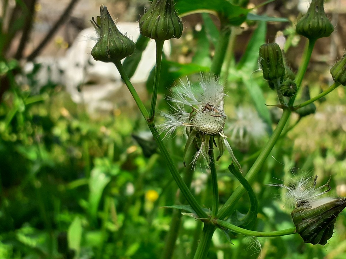 R. Tarifa tweet media