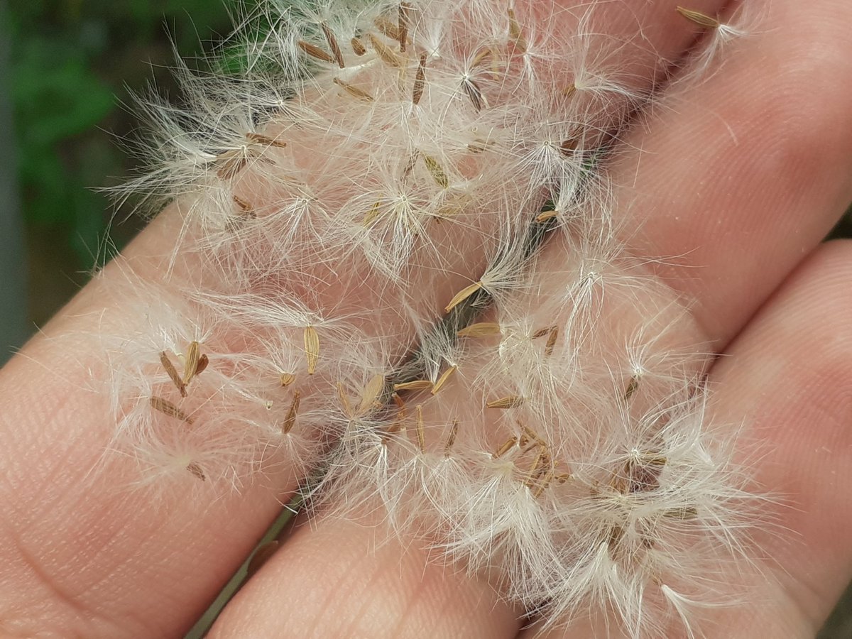 R. Tarifa tweet media