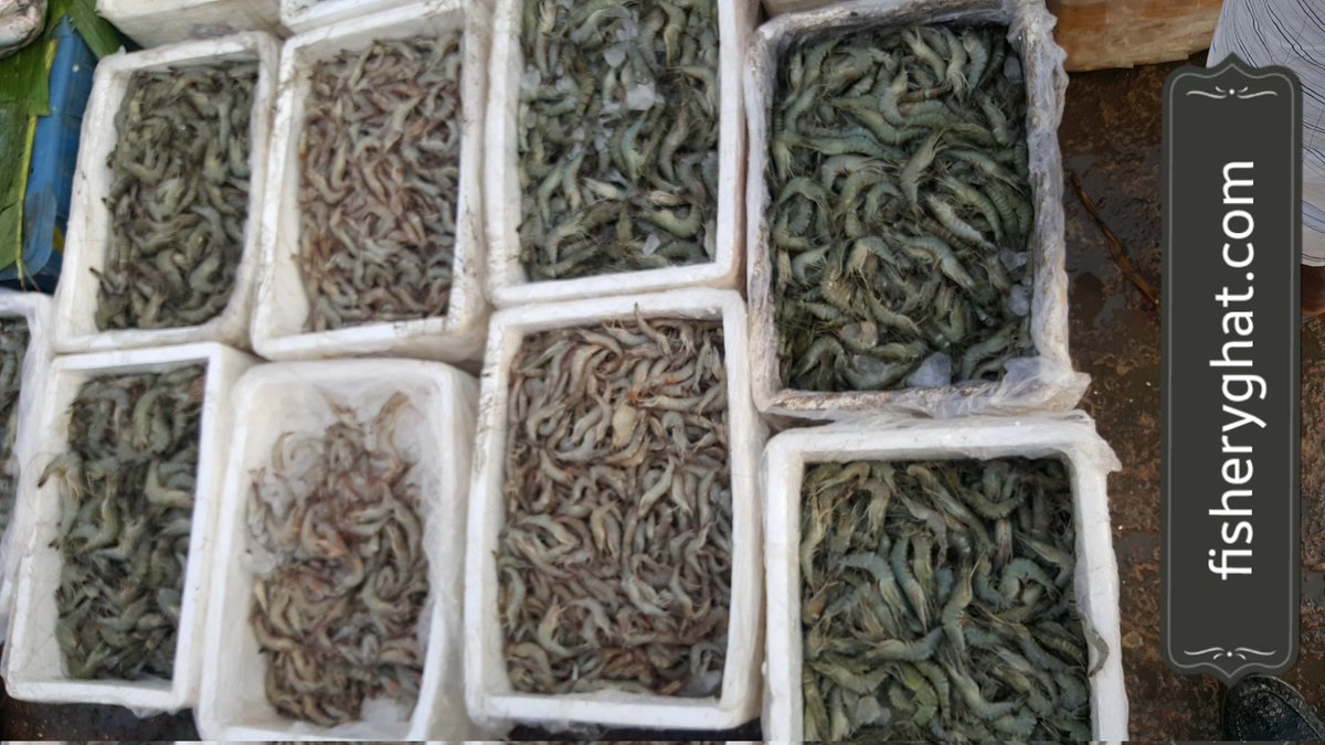 fisheryghat's tweet photo. চট্টগ্রাম ফিশারীঘাট মাছ বাজা‌রে ‌চিং‌ড়ির প্রদর্শনী;
#organic #safefish #projectfish #popularfish , https://t.co/FA4GhYCx2q