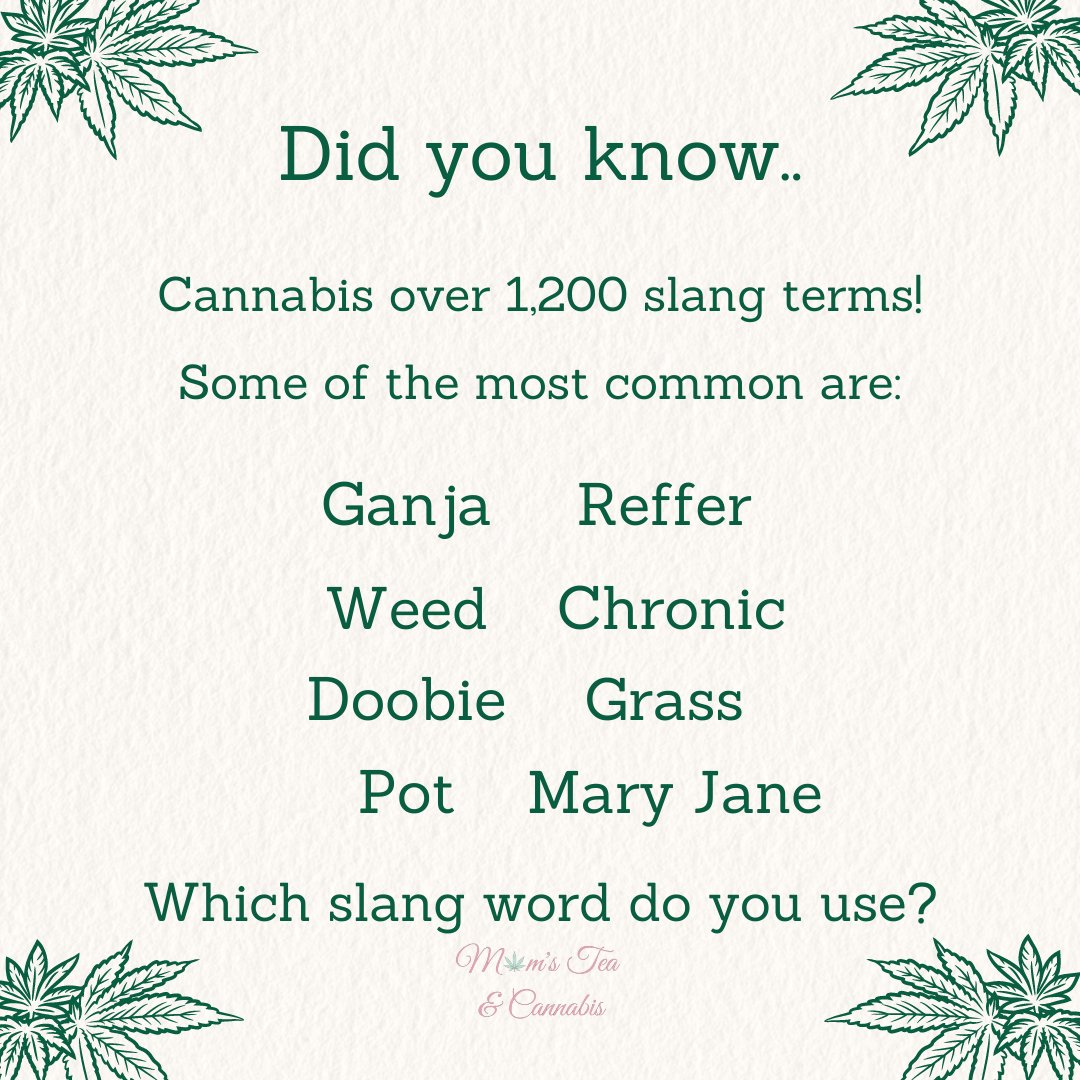 CMAGMT's tweet image. Cannabis have OVER 1,200 diffrent slang names worldwide!

🌱What slang word do you use the most when talking about cannabis? 

🌱Got one not on the list? 

#slangterms #cannabis #weed #ganja #maryjane #reffer #pot #chronic #midnighttoker #smokinggrass #lefthandedcigerette