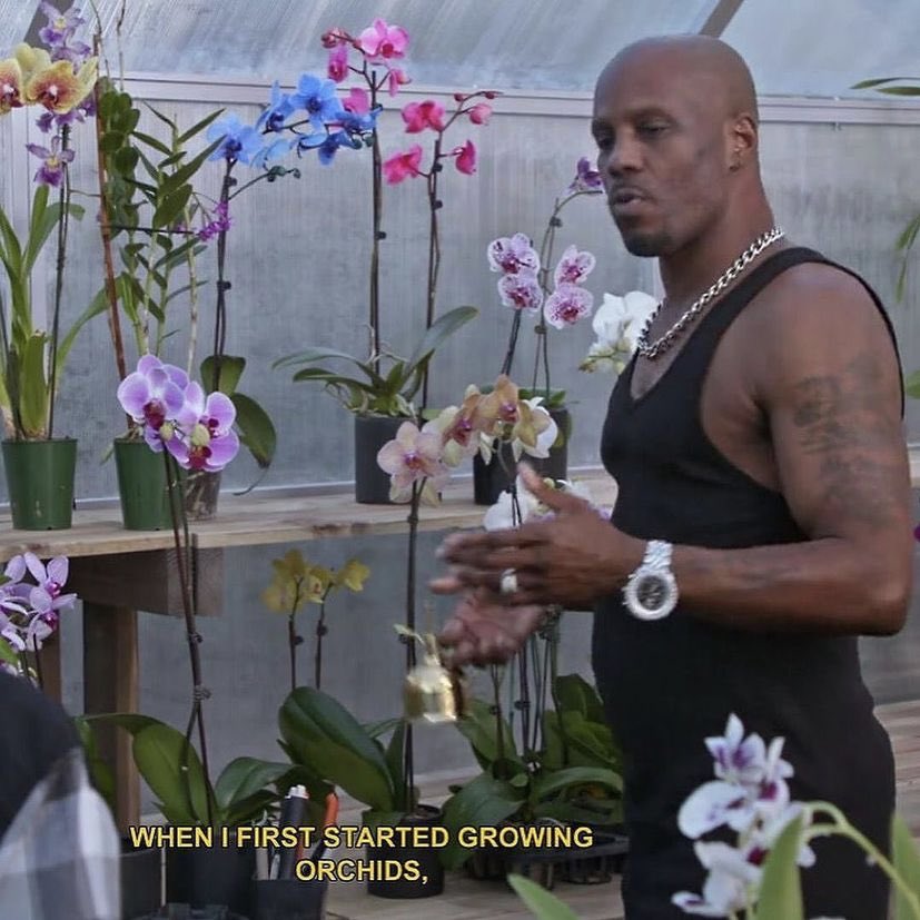hectorfox_'s tweet photo. DMX: “Cuando empecé a plantar Orquídeas pensé que necesitarían las luces y tierras más caras. Entonces me di cuenta de que todo lo que necesitaban era tiempo y atención.

Sé como DMX. https://t.co/ZRTgLeqCdb