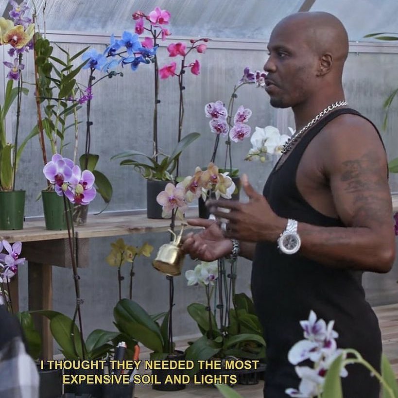 hectorfox_'s tweet photo. DMX: “Cuando empecé a plantar Orquídeas pensé que necesitarían las luces y tierras más caras. Entonces me di cuenta de que todo lo que necesitaban era tiempo y atención.

Sé como DMX. https://t.co/ZRTgLeqCdb