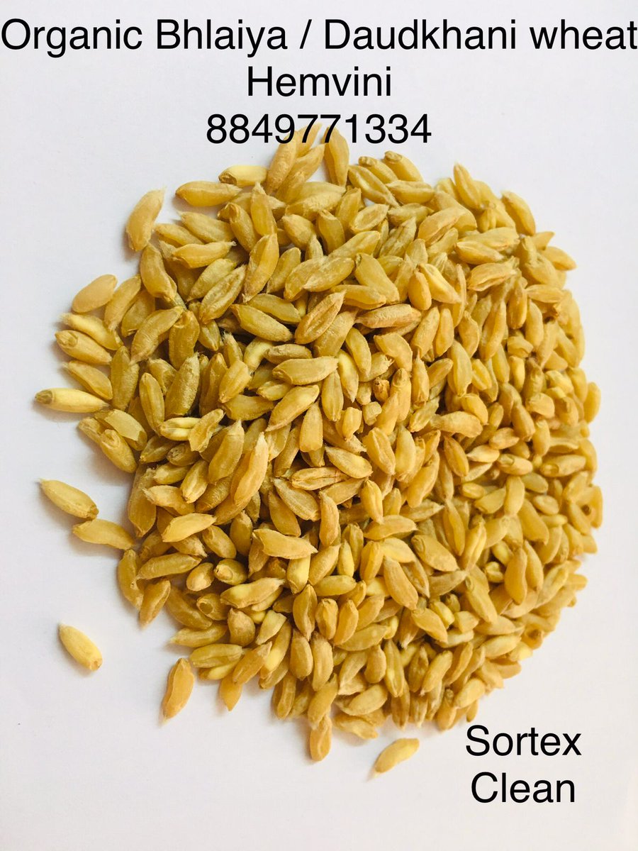 hemvini's tweet photo. Book now... 
🌾🌾🌾🌾🌾🌾

Hemvini organics
Organic Tukdi wheat
Organic Bansi wheat
Organic Bhaliya / Daudkhani wheat
Organic Khapali/Emmer Wheat

https://t.co/IMI4lvAHoN
*Call: &amp; Whatsapp:  +918849771334 *
Book your order now
*Home Delivery Available * https://t.co/zDoh5xTJBh