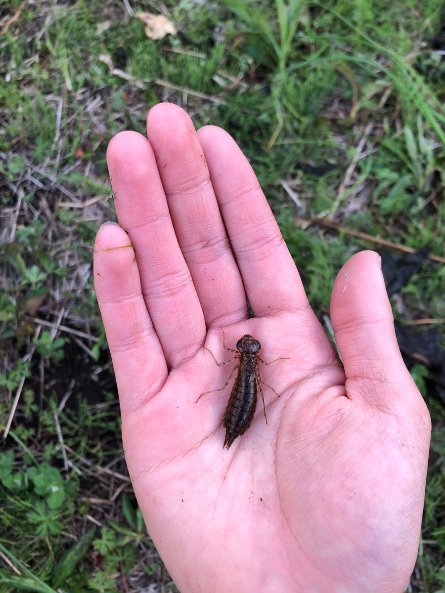 桐朋生物部昆虫斑 Toho Bio Konchu Twitter