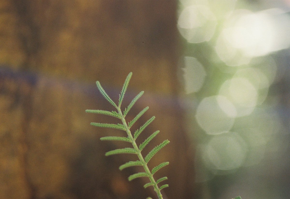kyoto_suki's tweet photo. それでは皆さま、おやすみなさいませ(( _ _ ))..zzzZZ
ヤバイ、在庫がない
#CONTAXRTS or #Contax137 #Kodakcolorplus200 #カメスズ #オールドレンズ倶楽部 #film https://t.co/vHFFPpooAF