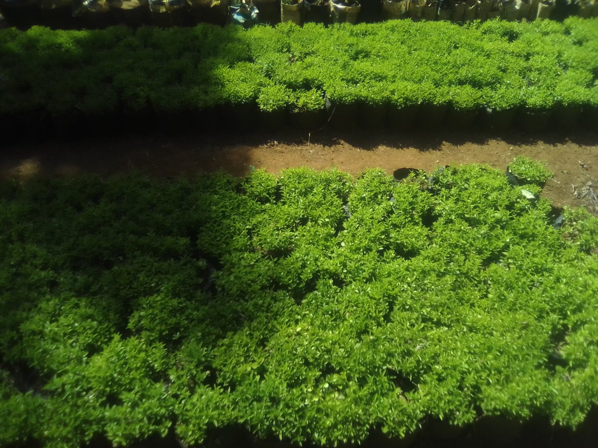 KevyPlants's tweet photo. #KeiApple (KAIYAFA)
... Best for #LiveFence establishment , order and take advantage of April Rainfall ...
} Only @ ksh.120 a sack
Contact KEViN 0725787977
#QualitySeedlings
#PriceFriendly https://t.co/FlypB1Iaup