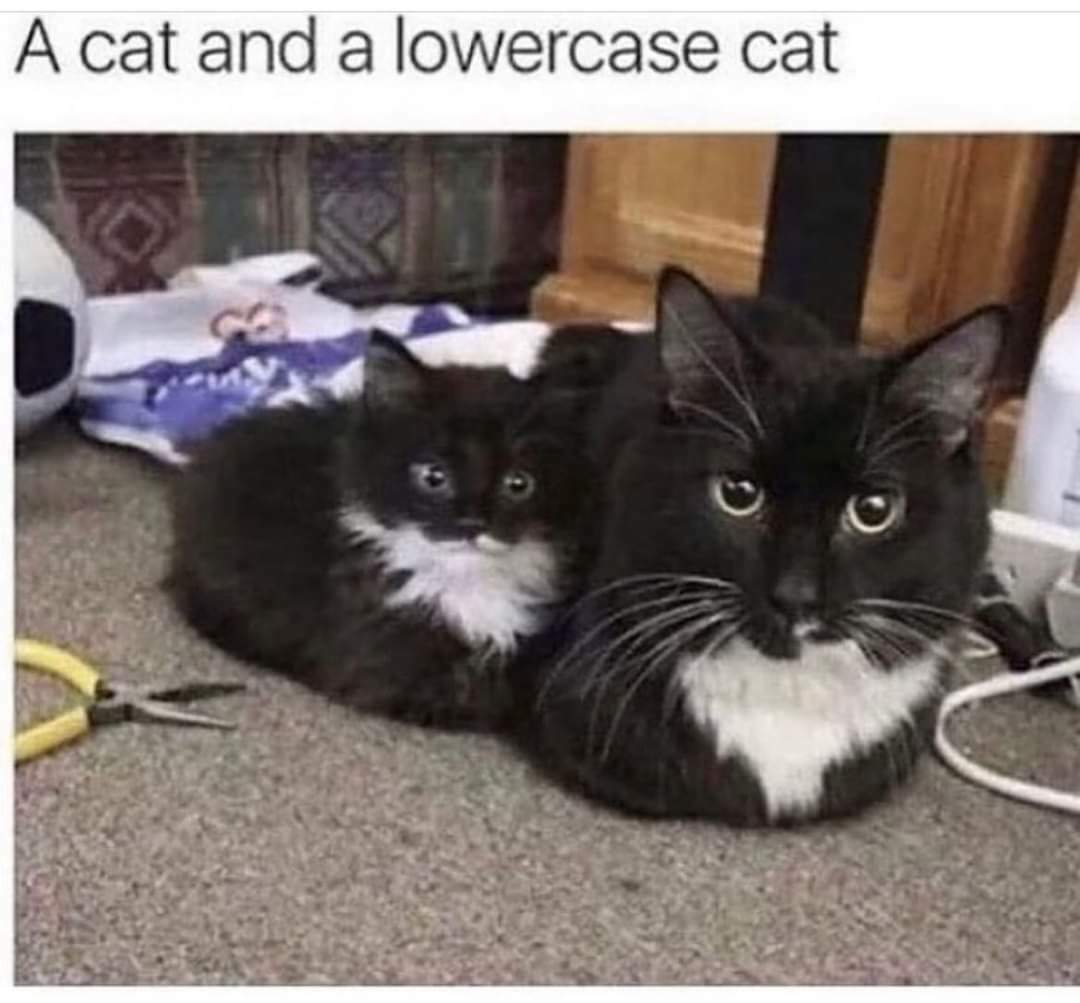 catmama4seniors's tweet photo. 💜🐈💜
Good morning! Have a Blessed day!
SFSCRP a 501c3 non-profit
dedicated to Senior cats ~
Visit our website & store at the link below for more information & to support our efforts ❤
https://t.co/YP8IuA01oS
#catsoftwitter #catrescue #RealRescue #catsontwitter https://t.co/D8XFZWUmXO