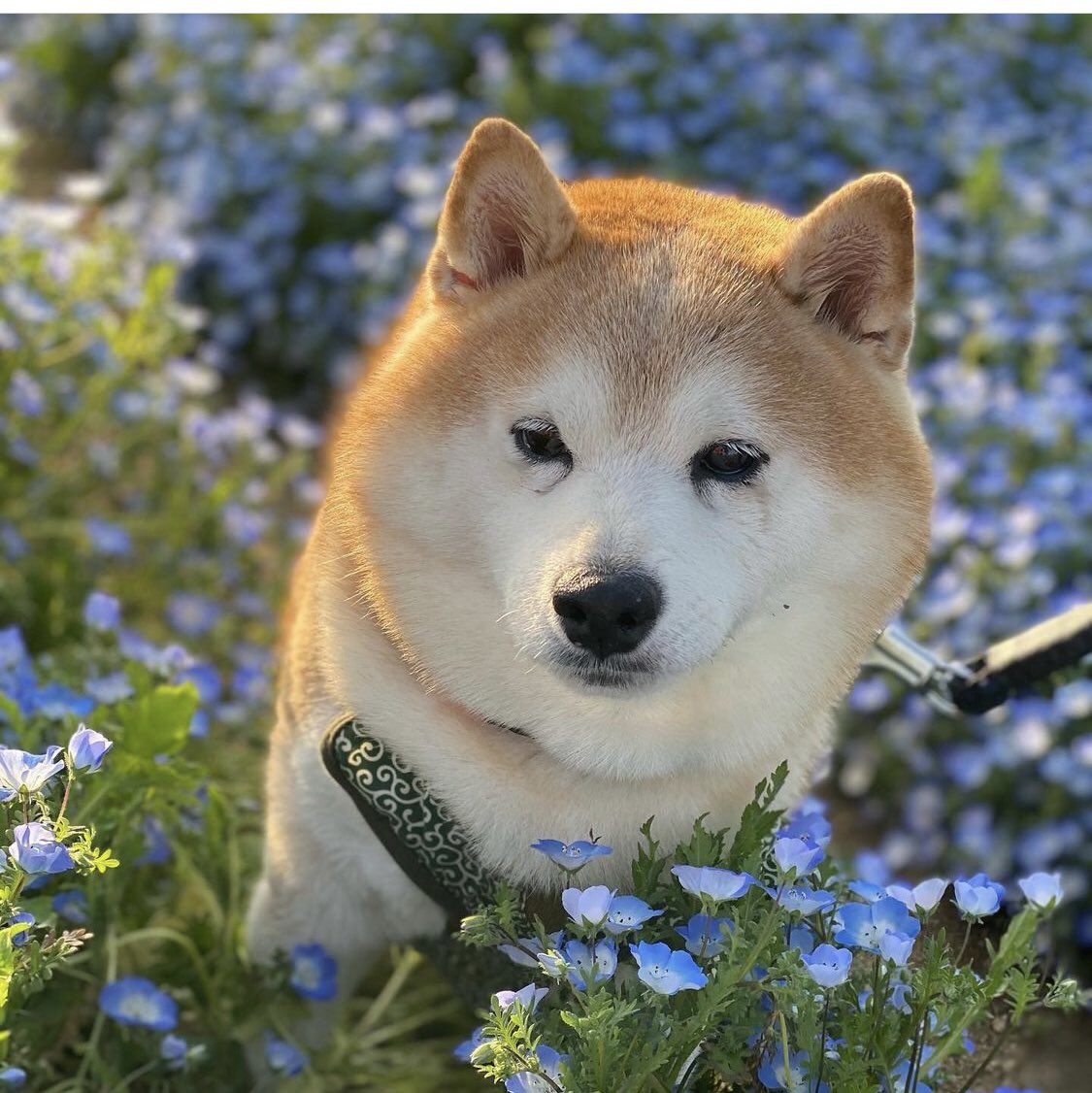 Rosange88542347's tweet photo. BABYDOGE ❤️❤️❤️❤️❤️❤️ https://t.co/N6K5LmzIfq