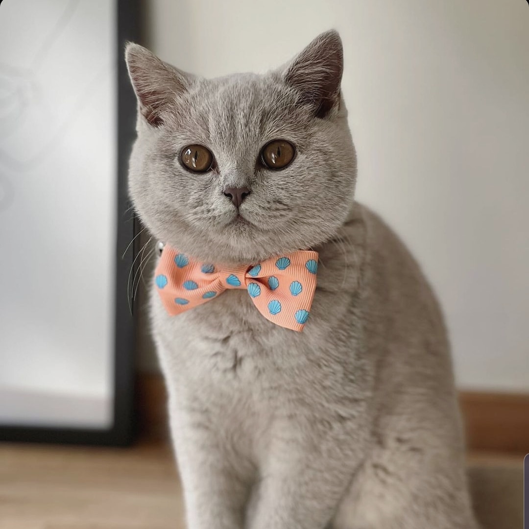 kattandhound's tweet photo. How cute does Winston look in our shell we dance bow tie? 🤩😚😚

Happy #caturday and #EasterWeekend! 💗💗 https://t.co/XHcgaOk31X