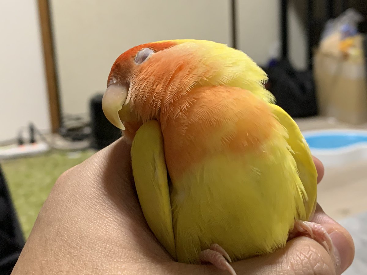 鳥の寝方ってそうだっけ インコの寝姿が人間みたいでめっちゃ可愛い ものすごいリラックスｗ Togetter