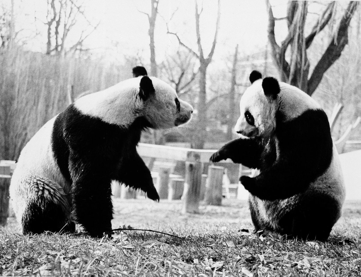 Two pandas outdoors. They face each other, gesturing with paws.