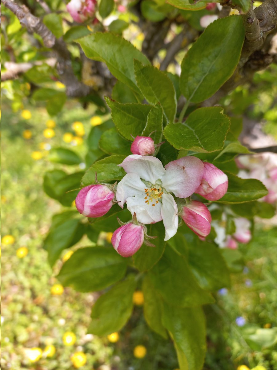 BeatrixDelarue's tweet photo. "Tout est cadeau, disait ma mère, mais seulement, rajoutait-elle, pour ceux qui n’attendent rien."
#Alaincadeo
Des mots de Contrebande
#Primptemps #Bourgogne #jardin https://t.co/OPFW5jIcGc