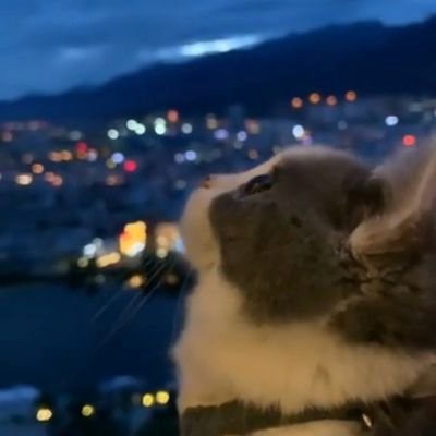 ten as cat 🐱 tweet media
