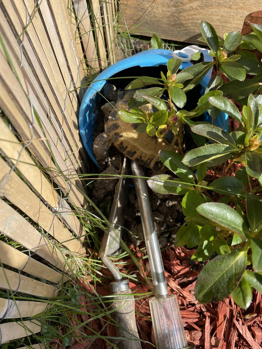 pebblethingy's tweet photo. Hoomans found me hasn’t she? 🙄 https://t.co/ptZ9ivFoLO