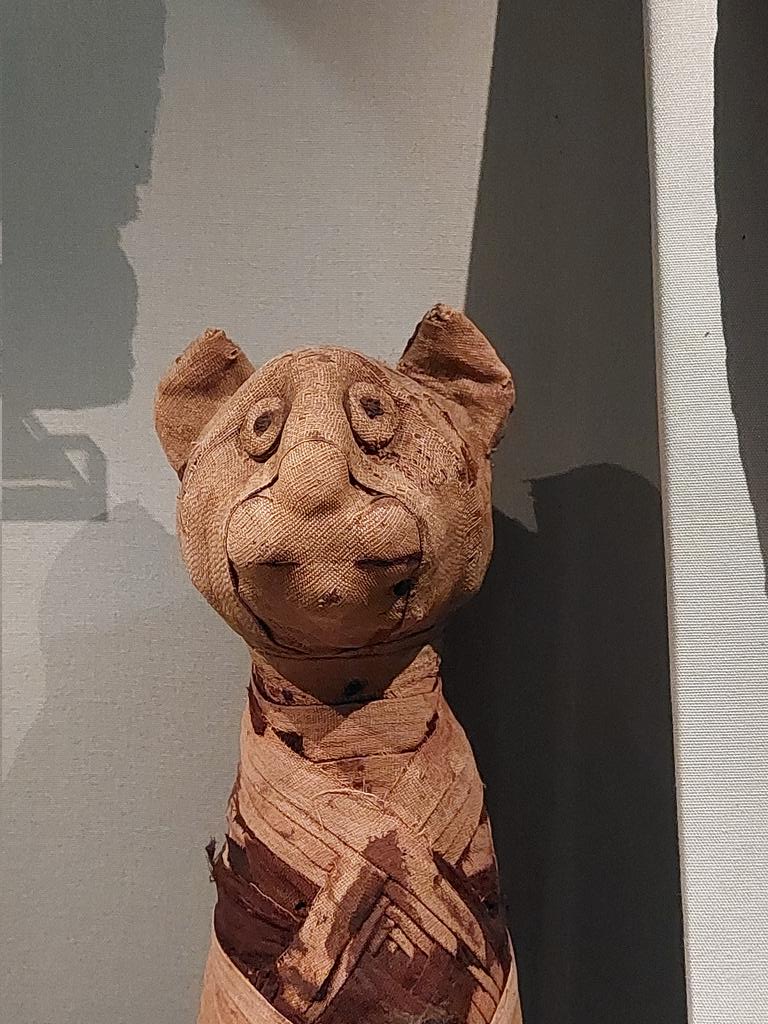 DrJESilverstein's tweet image. What's running through the mind of this mummified cat? Give me your best answer. #cat #mummies
