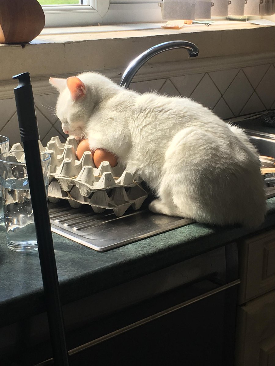 cats being weird little guys 👅 (@weirdlilguys) on Twitter photo 