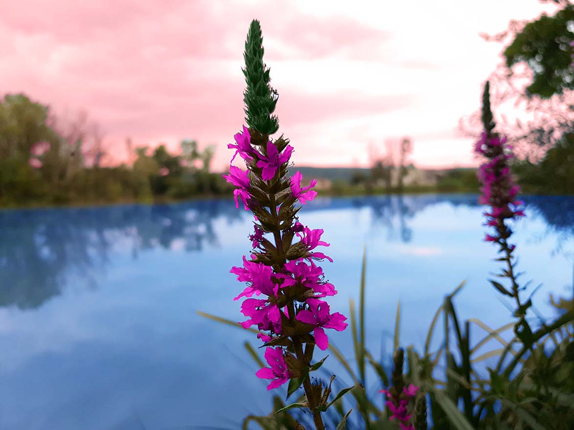blankBside's tweet photo. Took this beauty while fishing =) <3

#nature #photgraphy #colorful #flower #sunset #nikon https://t.co/hofgRaho5M