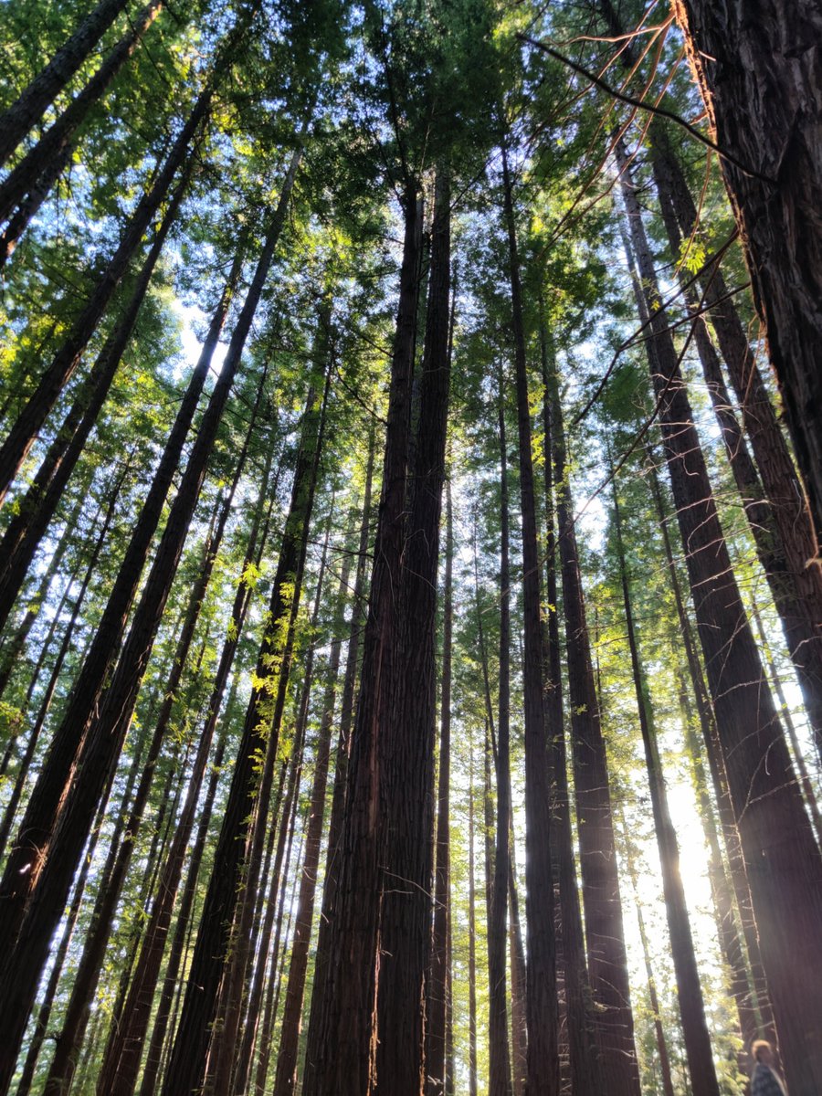 jocavil72's tweet photo. Mientras habláis de #fotos del #nieto paseo por #sequoyas #Cantabria https://t.co/fCt2MKABzE