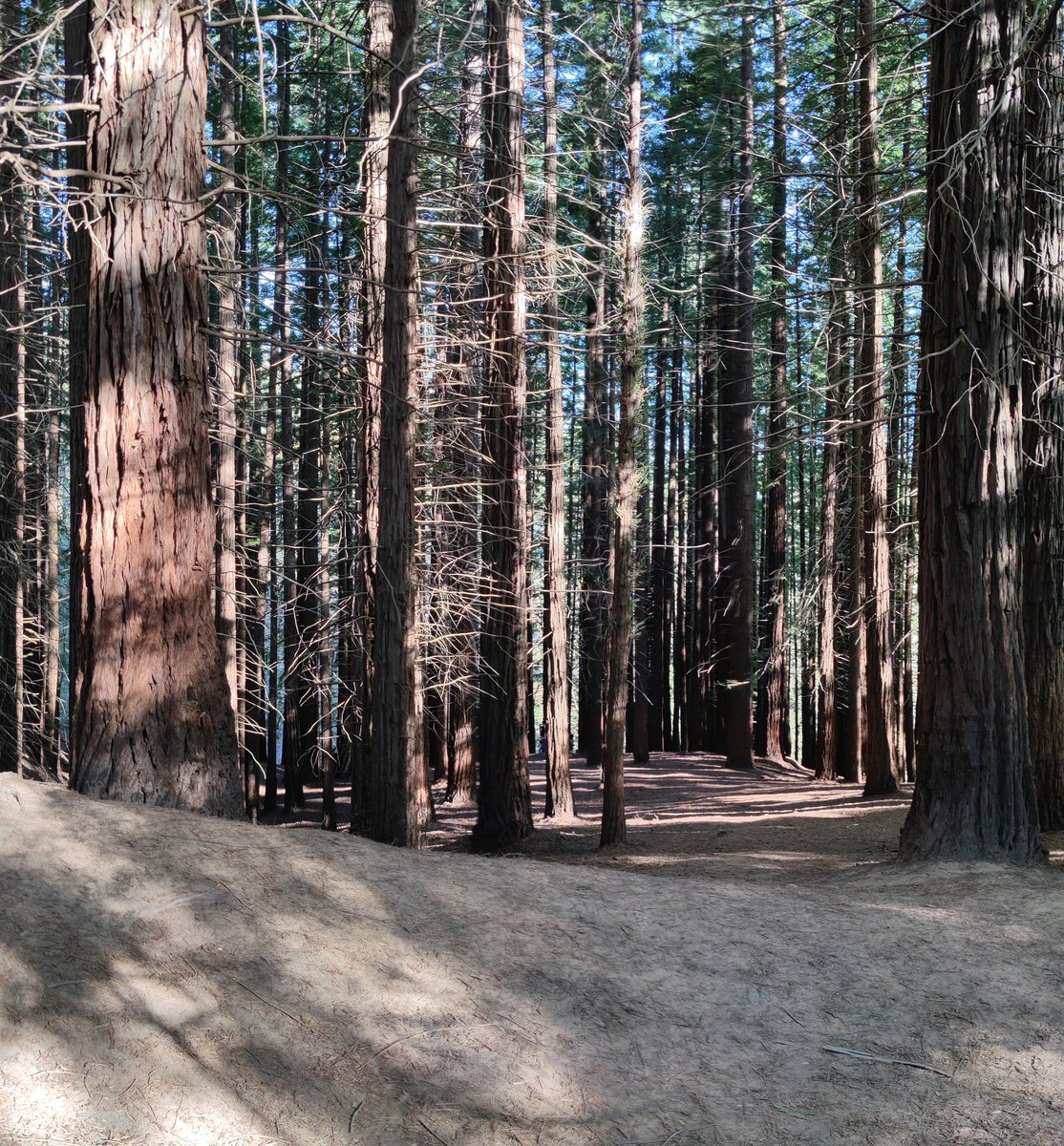 jocavil72's tweet photo. Mientras habláis de #fotos del #nieto paseo por #sequoyas #Cantabria https://t.co/fCt2MKABzE