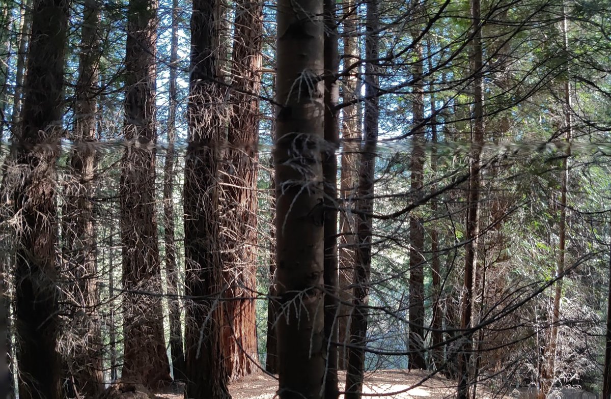 jocavil72's tweet photo. Mientras habláis de #fotos del #nieto paseo por #sequoyas #Cantabria https://t.co/fCt2MKABzE