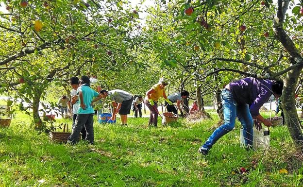 Modern Apples tweet media