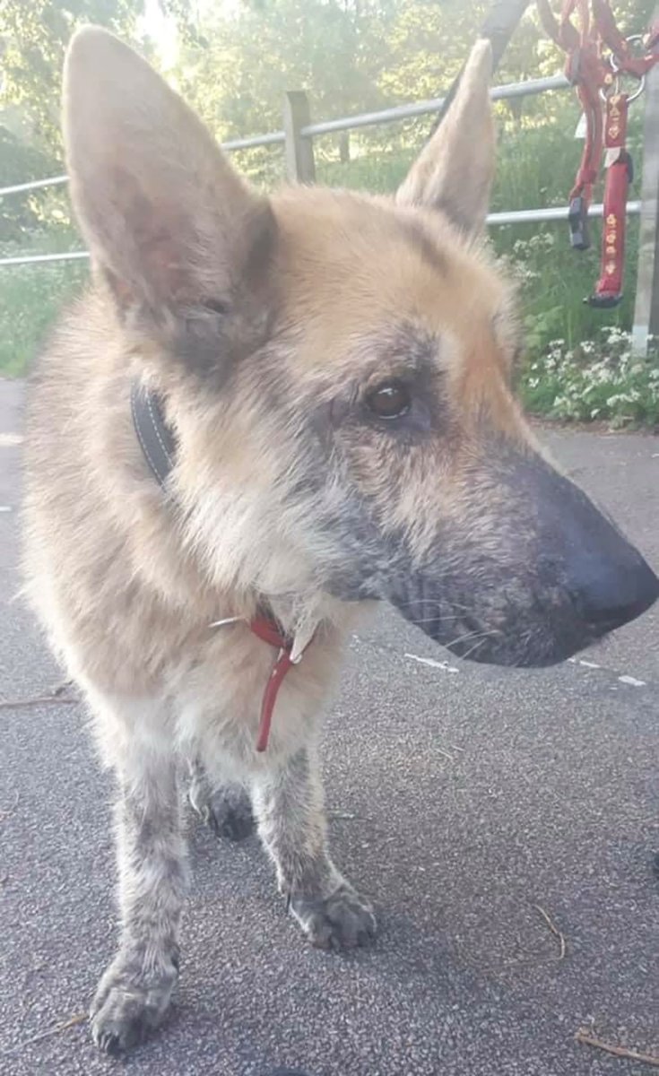 AdoptionsUk's tweet photo. URGENT, please retweet to help Prince find a home #KENT #UK 
Aged 6, found abandoned in a park, very neglected condition, starved. Understandably shut down, looking for a patient adult home as the only pet. 
PLEASE SHARE 💔
DETAILS👇
https://t.co/vqTEP4QdJQ
#GermanShepherd #dogs https://t.co/z6QwCd2yQ3