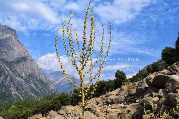 explorediamer's tweet photo. Beautiful Tangir valley Diamer ❤️GB

#explorediamer https://t.co/dldhygLt55