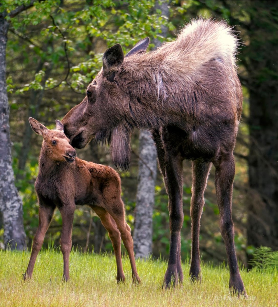 dloop1's tweet photo. First Steps — Alaska

#travel #naturephotography #photography #naturelovers #beautiful #travelphotography #adventure #alaska  #nature #natwildmag  #Alaskalife #captureAlaska #kenai #Moose #wildlife #babyanimals #cuteanimals #cuteoverload #adorable https://t.co/nupUM35ESB